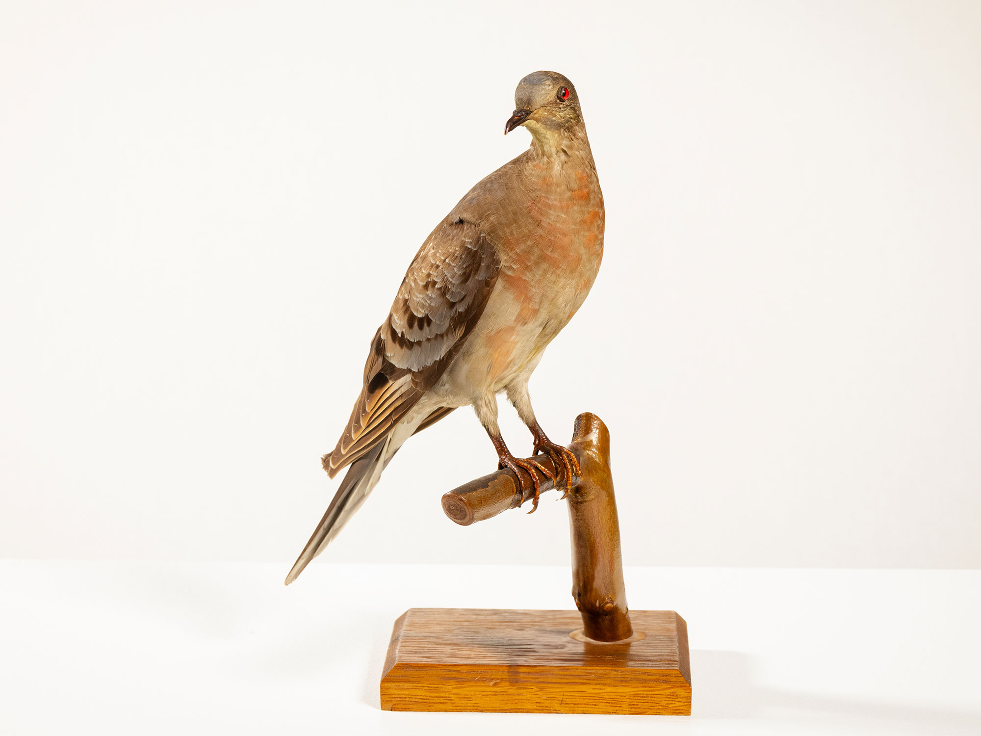 Passenger pigeon mount